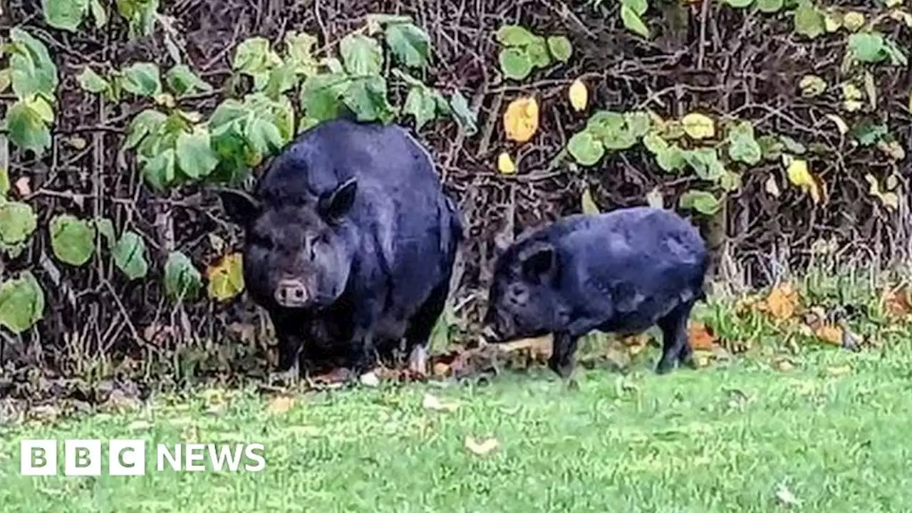 Rotherham: Police target pigs causing havoc in graveyard