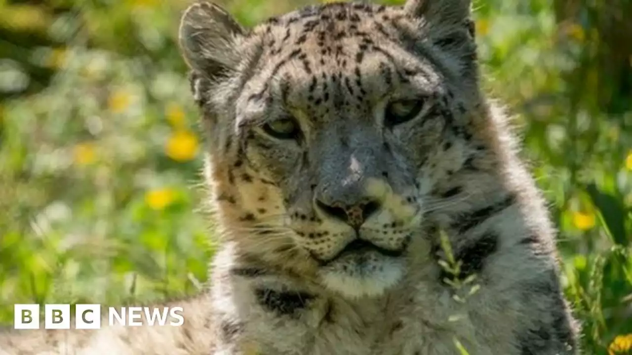 Marwell Zoo: Snow leopard Indeever dies aged 14