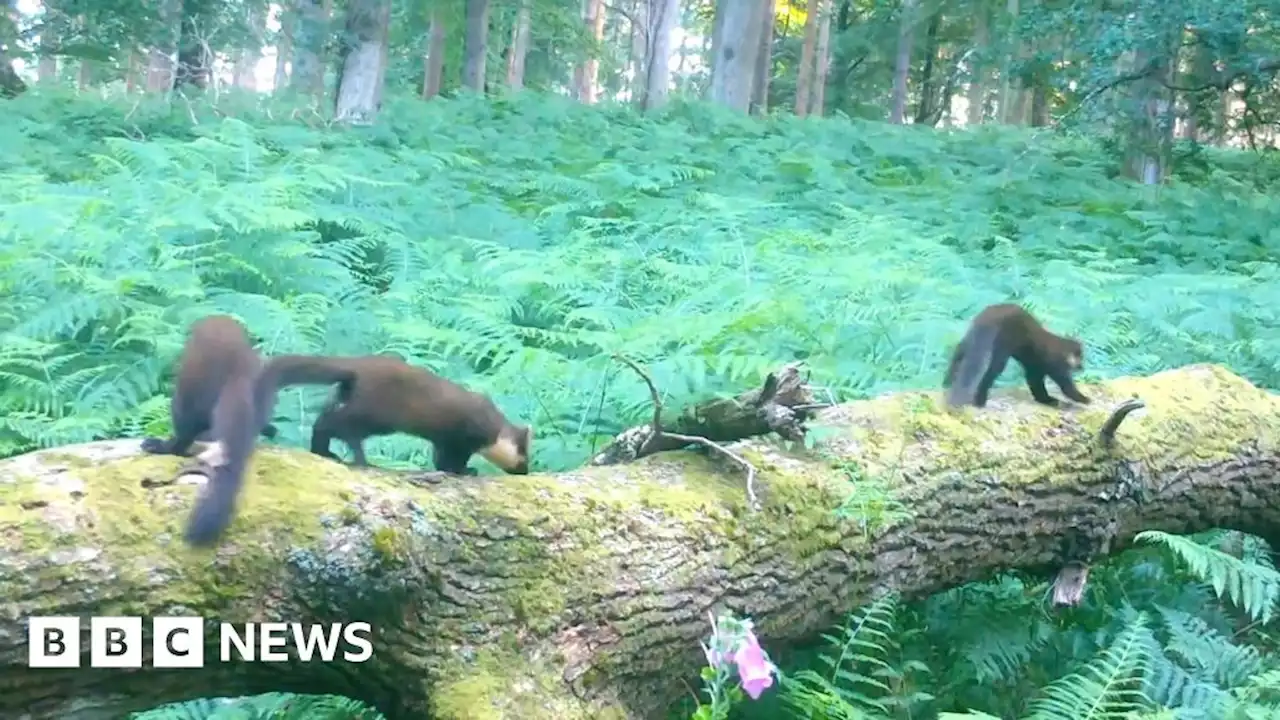 Study shows New Forest pine martens successfully breeding