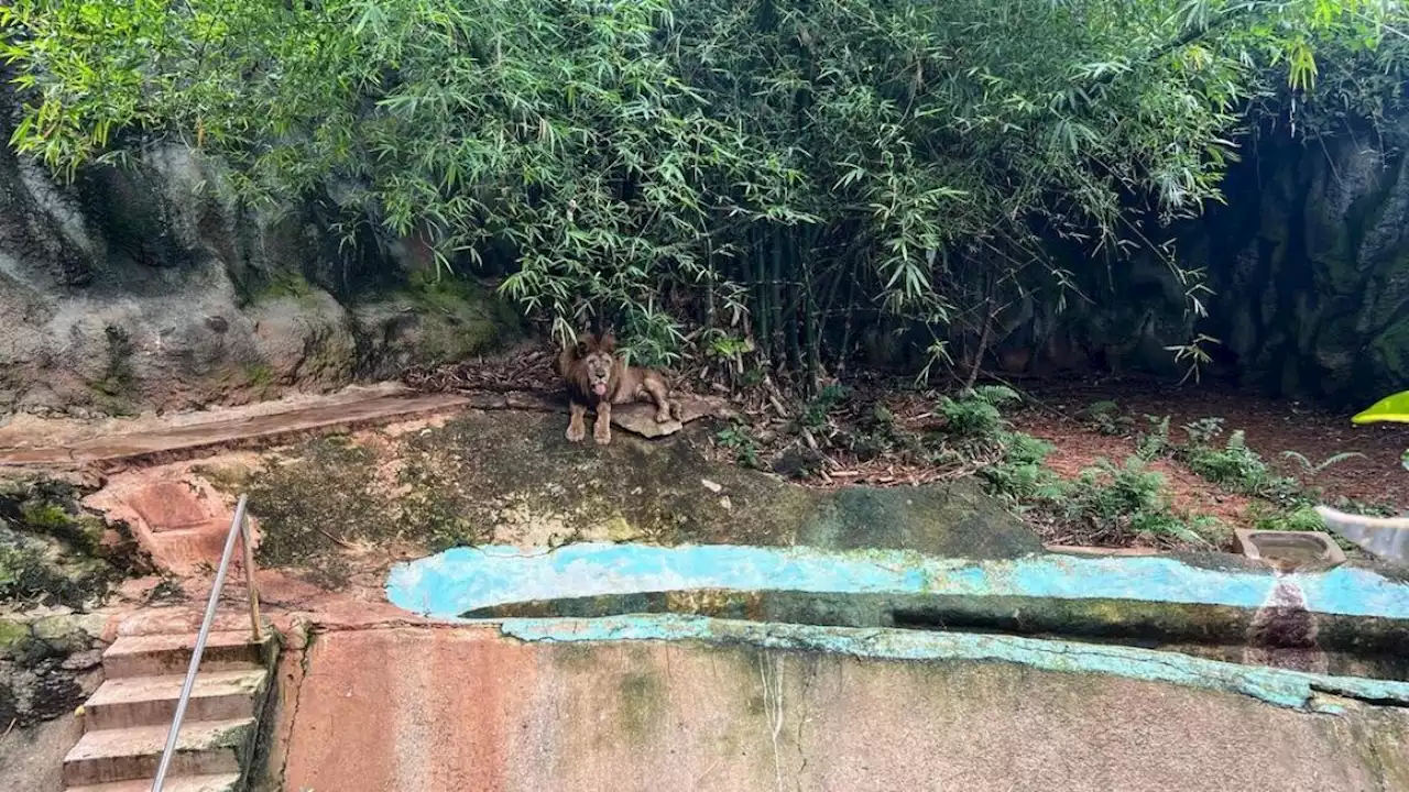 Más de 300 animales viven en condiciones deplorables en un zoológico cerrado hace 5 años en Puerto Rico