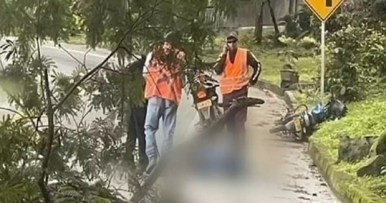 Motociclista está en UCI tras caerle un árbol cuando se movilizaba por una vía de Santander