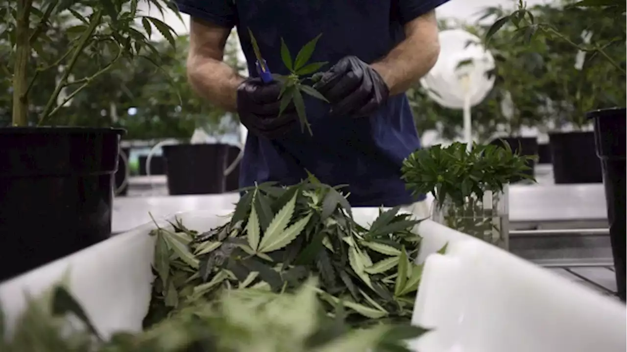 Canopy Growth to restructure Canadian operations, lay off 55 - BNN Bloomberg