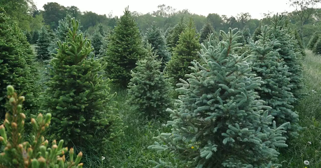 Gardening 101: Christmas trees