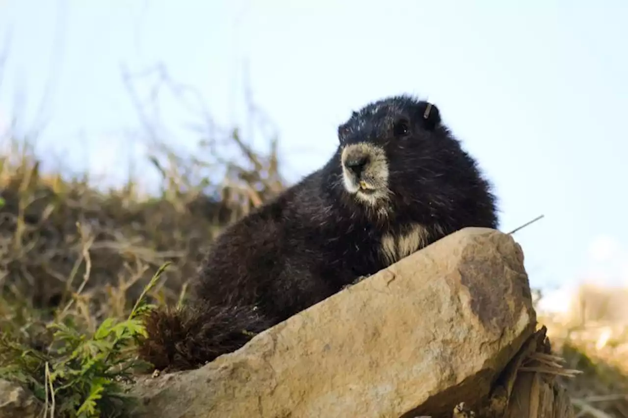 Vancouver Island marmot at risk of being wiped out: report