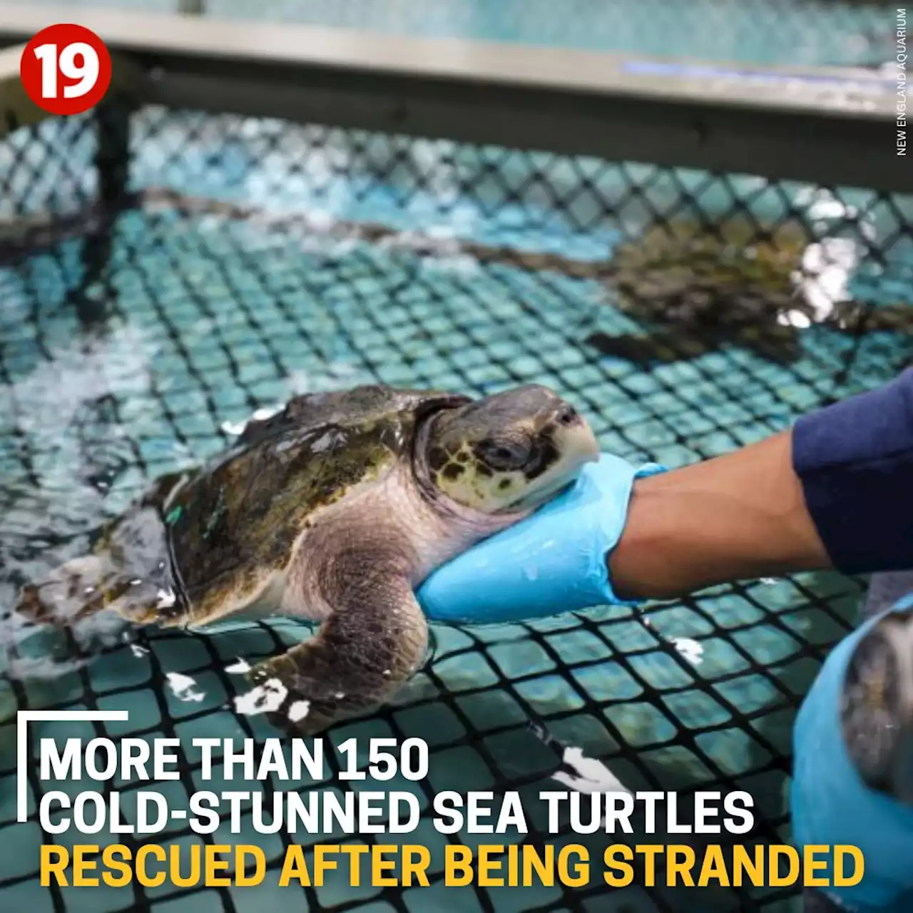 More than 150 cold-stunned sea turtles rescued