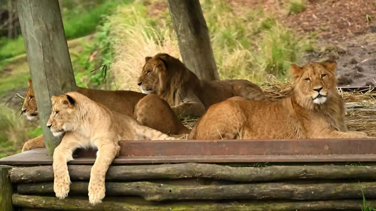 Sydney : un lion et quatre lionceaux s’échappent de leur enclos au zoo (vidéo)