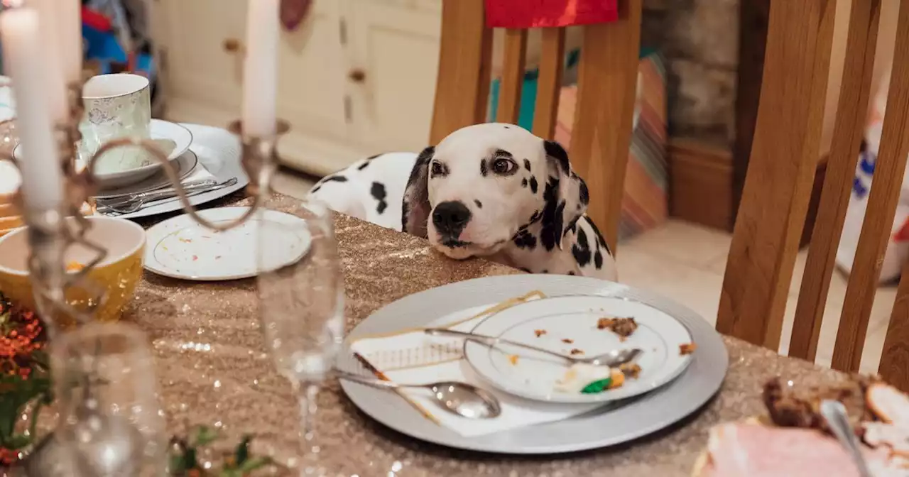 The 10 'deadly' foods you should never let your dog eat at Christmas