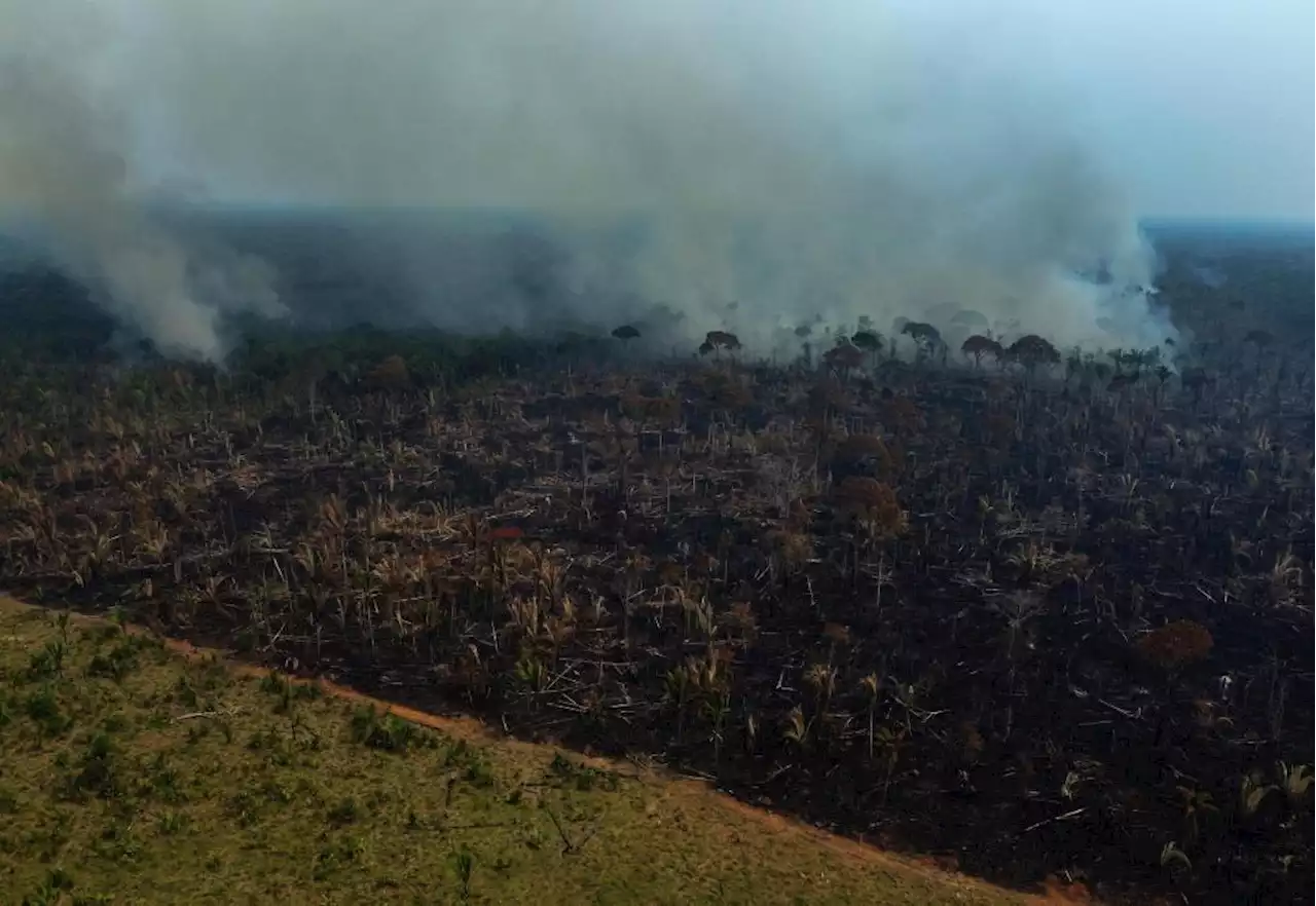 Amazon deforestation in Brazil remains near 15-year high