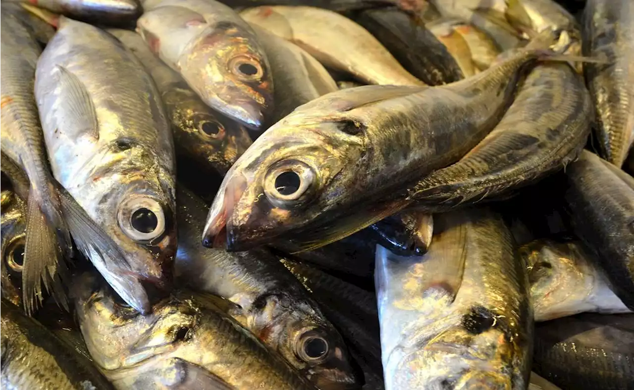 Profeco: Estas son las sardinas de baja calidad y las que saldrán del mercado