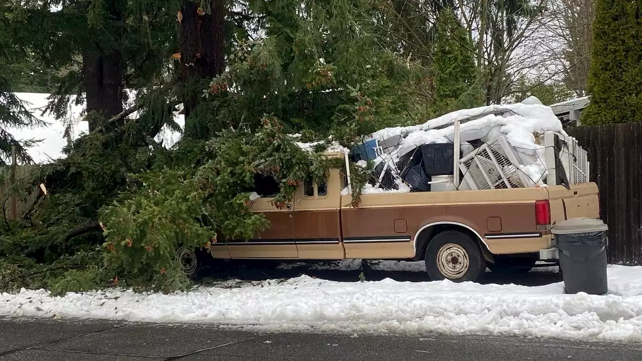 Cleanup underway after high winds, heavy snow down trees in the North Sound