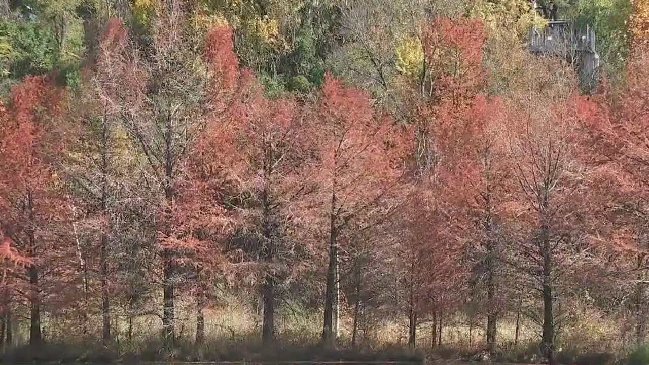 Austin fall colors may extend longer into December