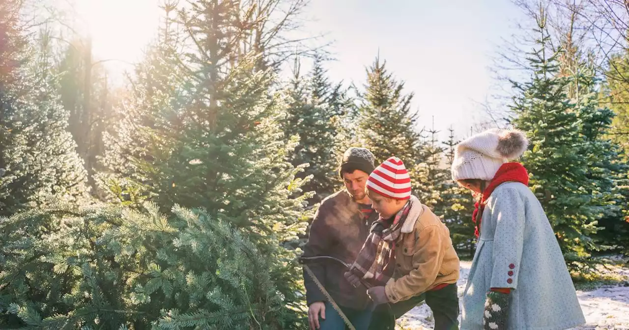 5 places to buy real Christmas trees in Glasgow this festive season