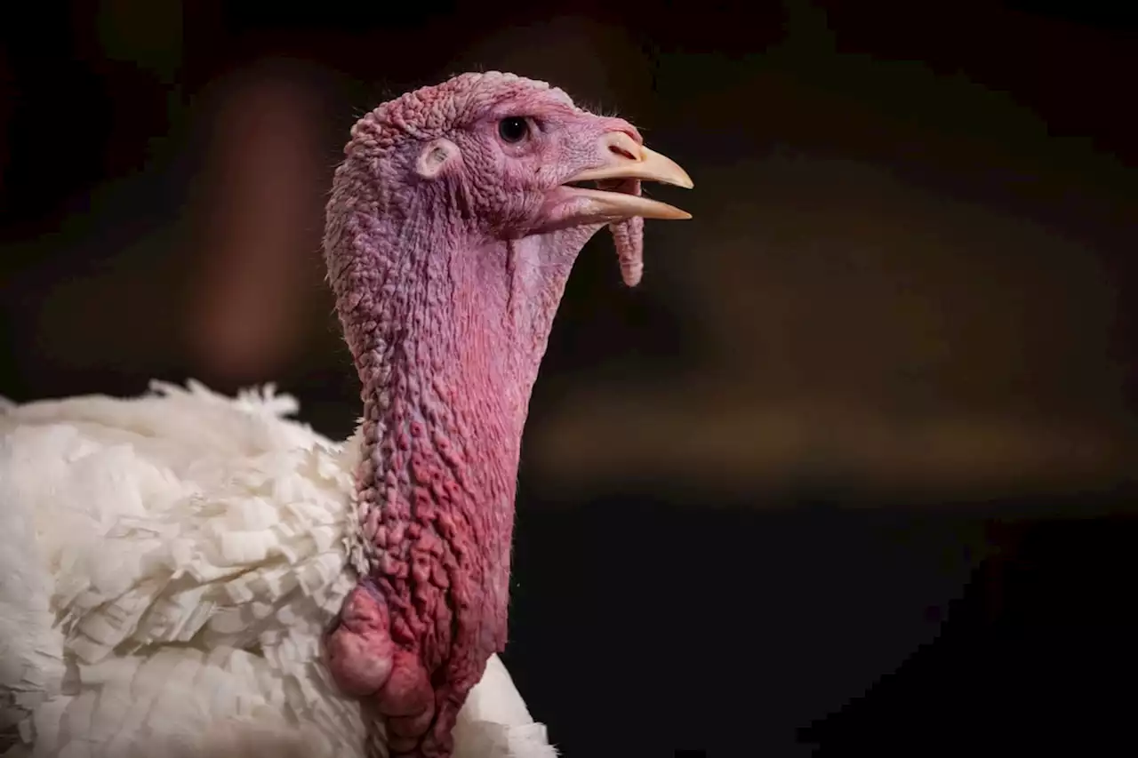 ‘Big, big shortage of British free range turkey this year’ - UK farmer tells MPs