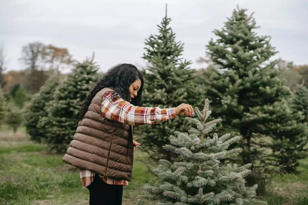 Where to buy real Christmas trees in Leeds including IKEA, Stockeld Park & The Arium