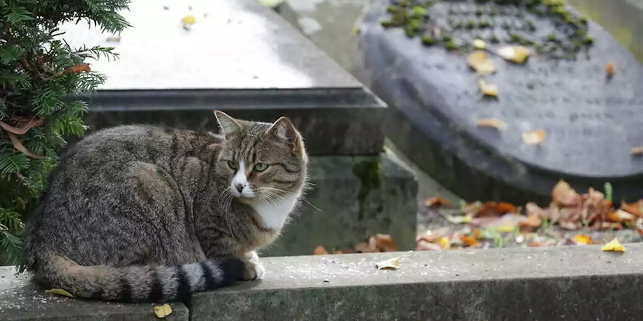 Vers une loi permettant de se faire enterrer avec son chat ou son chien