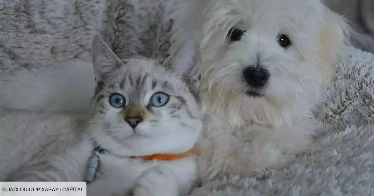 Les propriétaires d’animaux de compagnie pourront-ils bientôt se faire enterrer avec eux ?