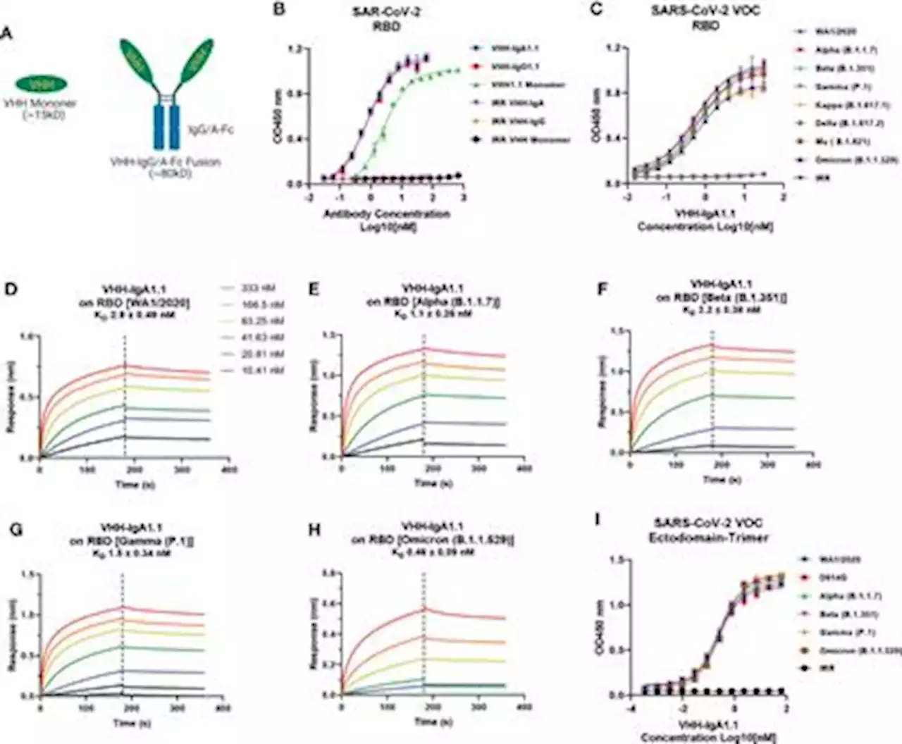 Frontiers | Mucosal nanobody IgA as inhalable and affordable prophylactic and therapeutic treatment against SARS-CoV-2 and emerging variants