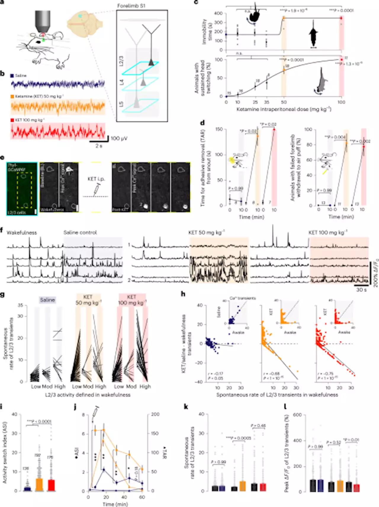 Ketamine triggers a switch in excitatory neuronal activity across neocortex - Nature Neuroscience