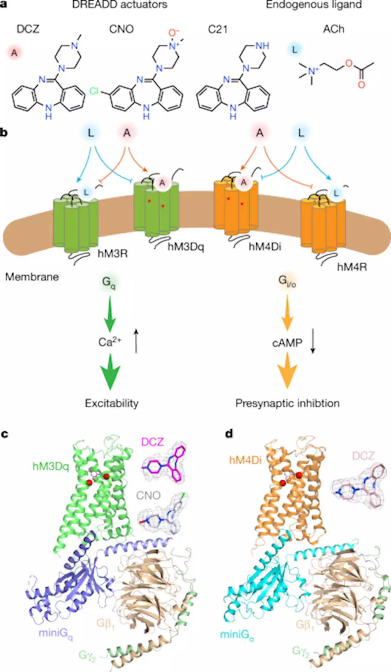 Molecular basis for selective activation of DREADD-based chemogenetics - Nature