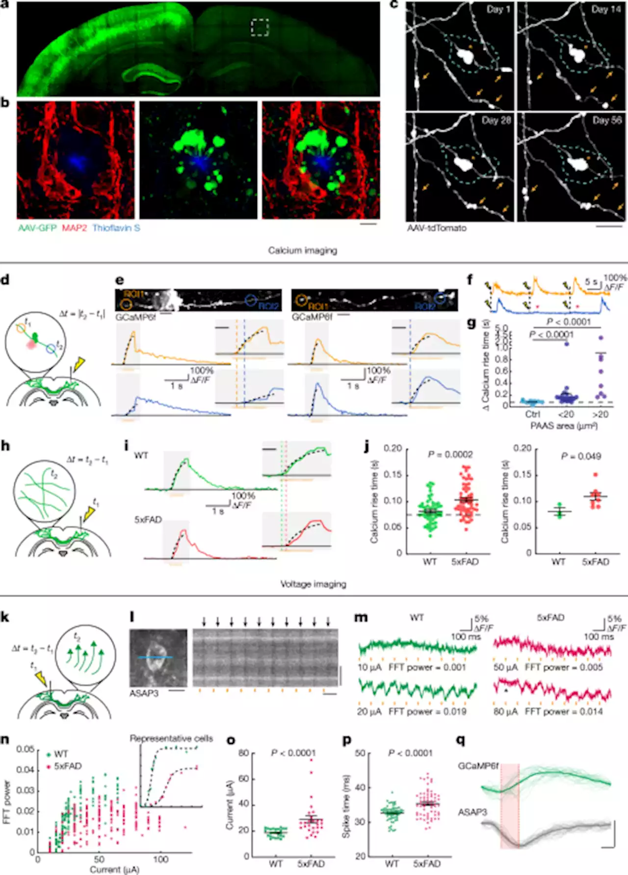 PLD3 affects axonal spheroids and network defects in Alzheimer’s disease - Nature