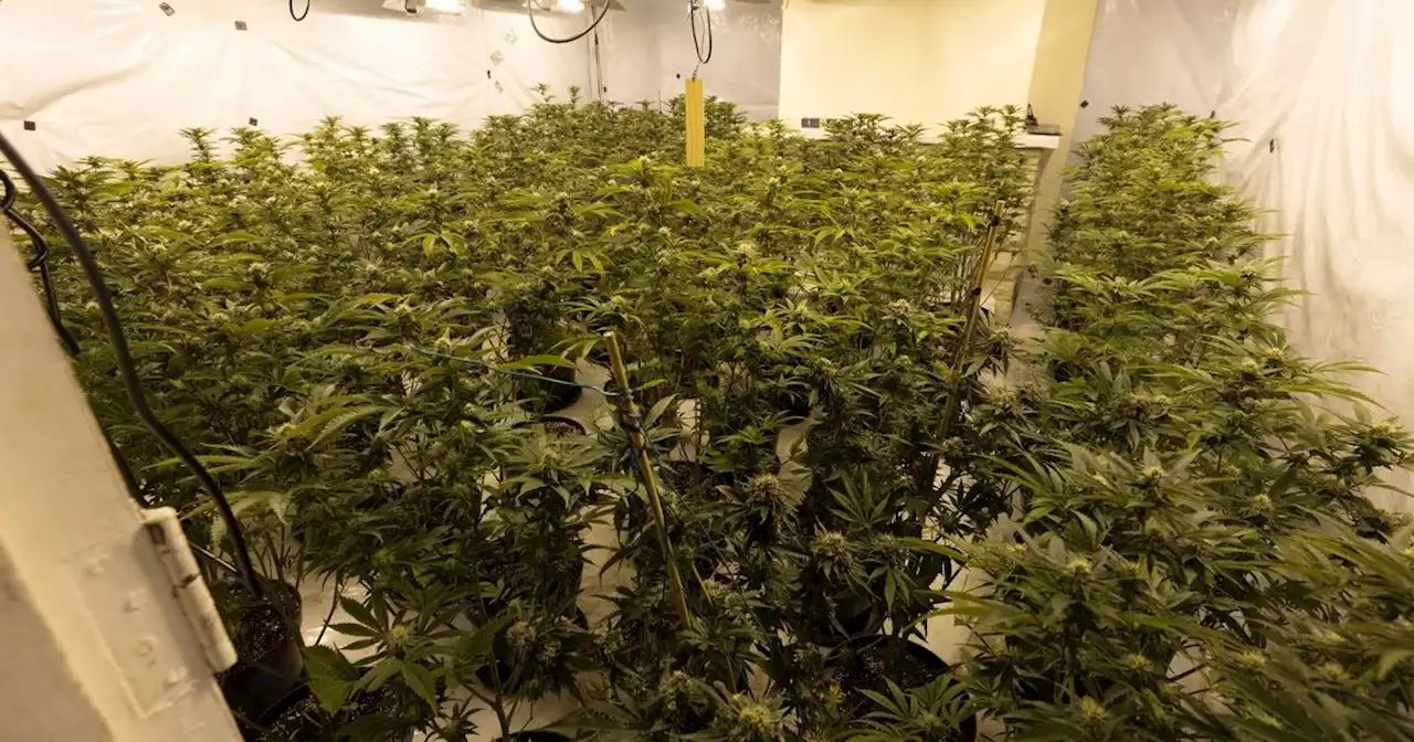 Man and child arrested after £500k cannabis farm found in pub