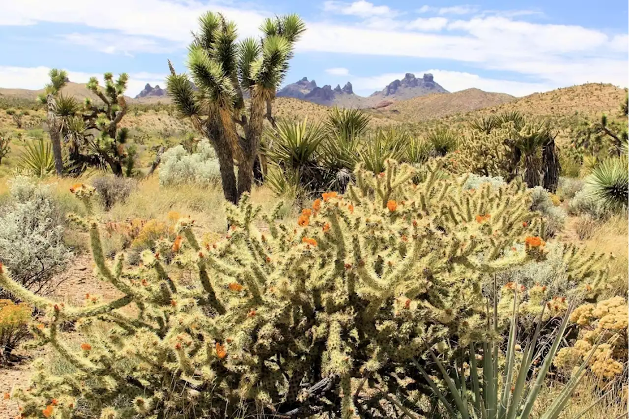 President Biden announces new national monument near Nevada-California border