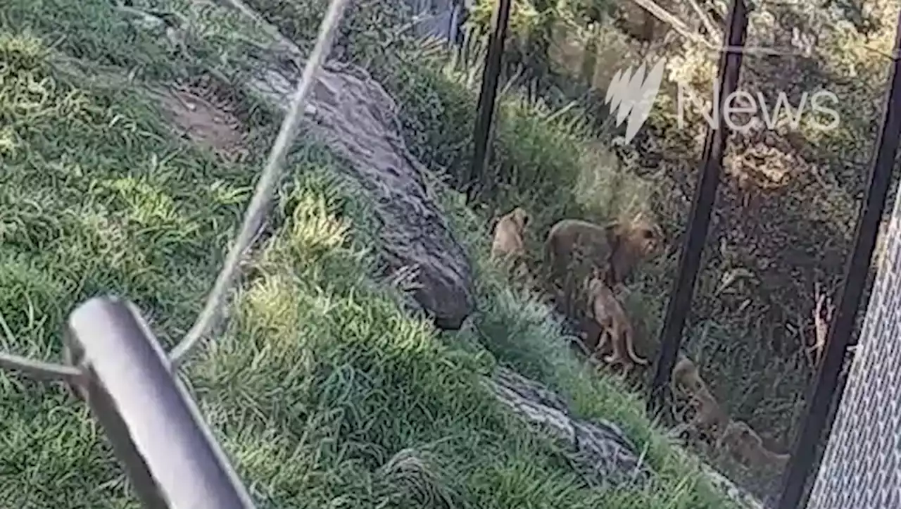 La surprenante vidéo de cinq lions s'échappant de leur enclos dans un zoo de Sydney