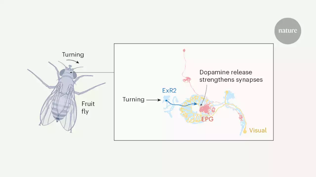 Speed of learning depends on turning