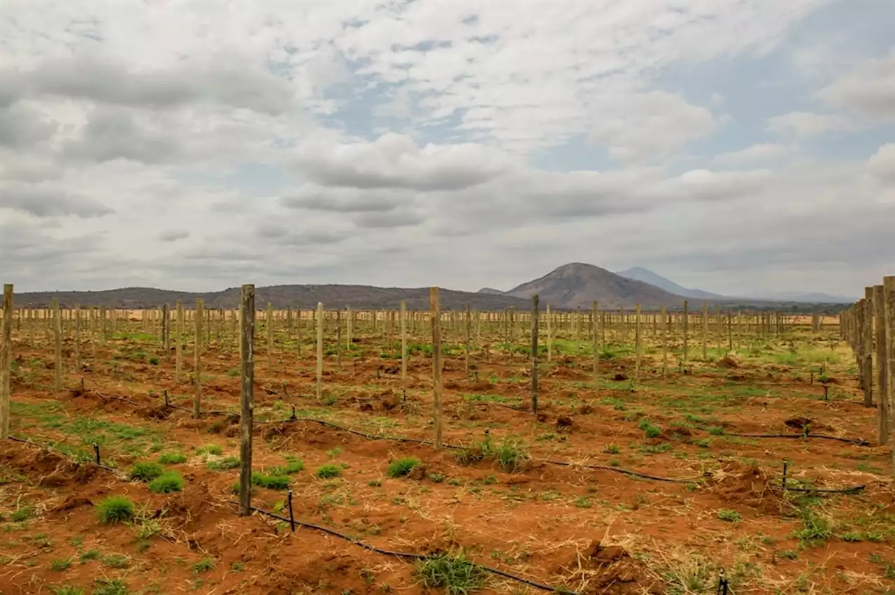 'A sad story': More than 200 workers jobless as Zebediela Citrus Estate collapses | News24