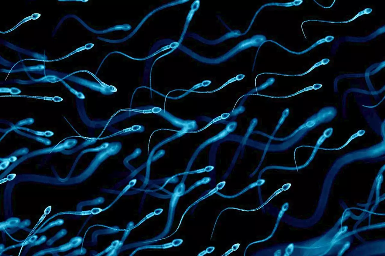 Sperm-blocking vaginal gel could be a reliable contraceptive method