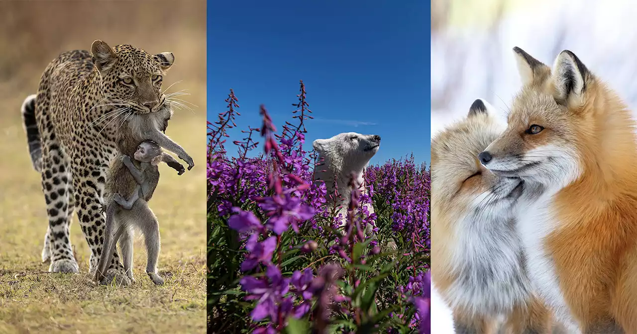 The 25 People's Choice Finalists of Wildlife Photographer of the Year 2022