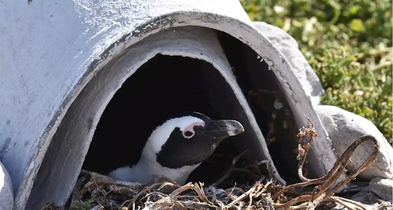 Ceramic 'igloos' could keep African penguins cool and cozy