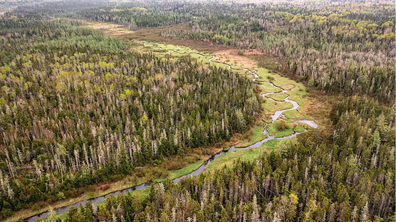 Funding the forest: Island Nature Trust to use $600,000 from federal government for land protection | SaltWire