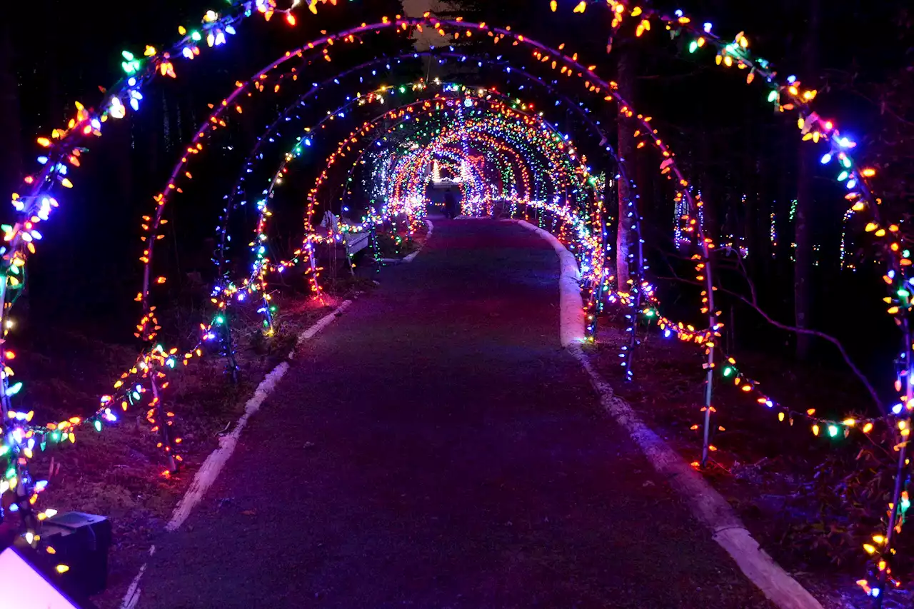 Merry and Bright Holiday Light Festival returning to MUN Botanical Garden | SaltWire