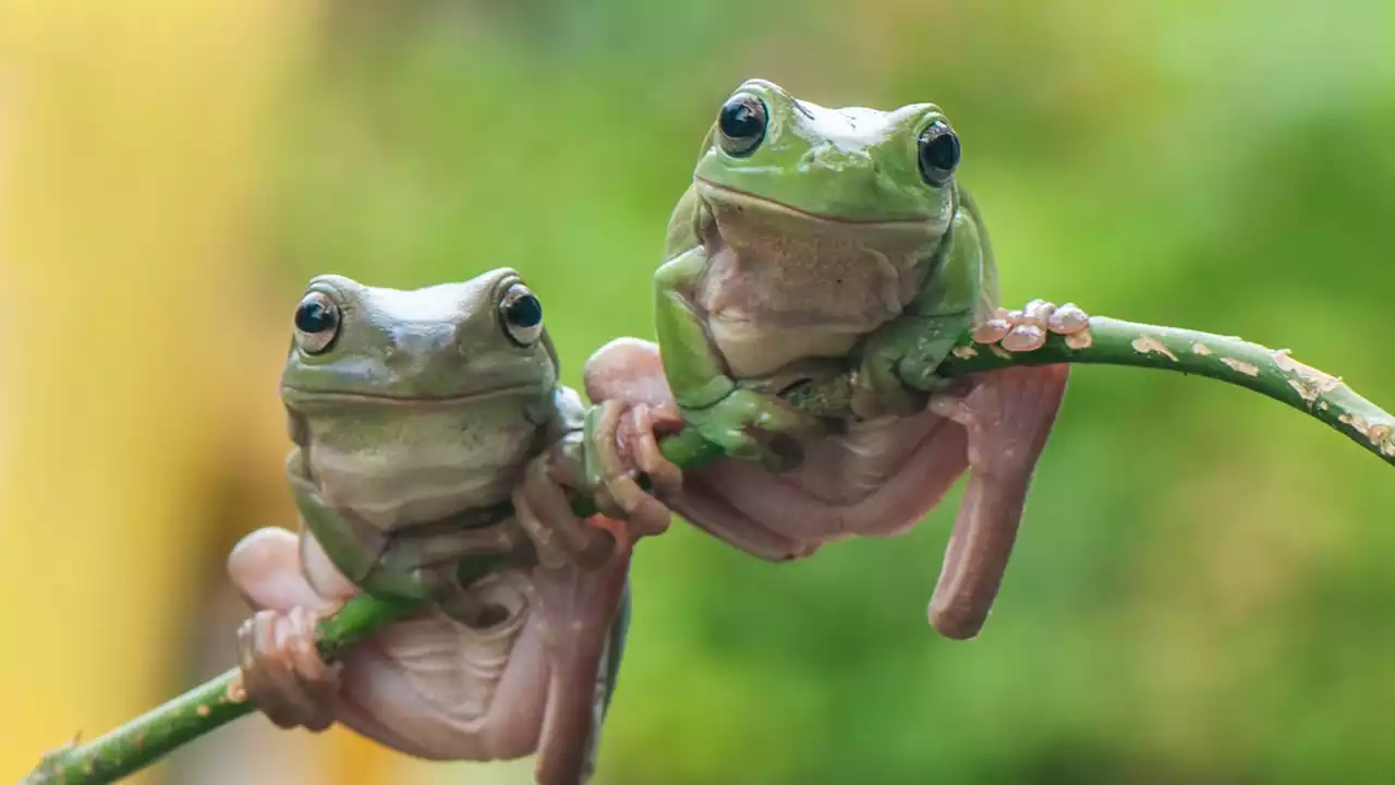 Can a frog album knock Taylor Swift off the top of the ARIA chart?