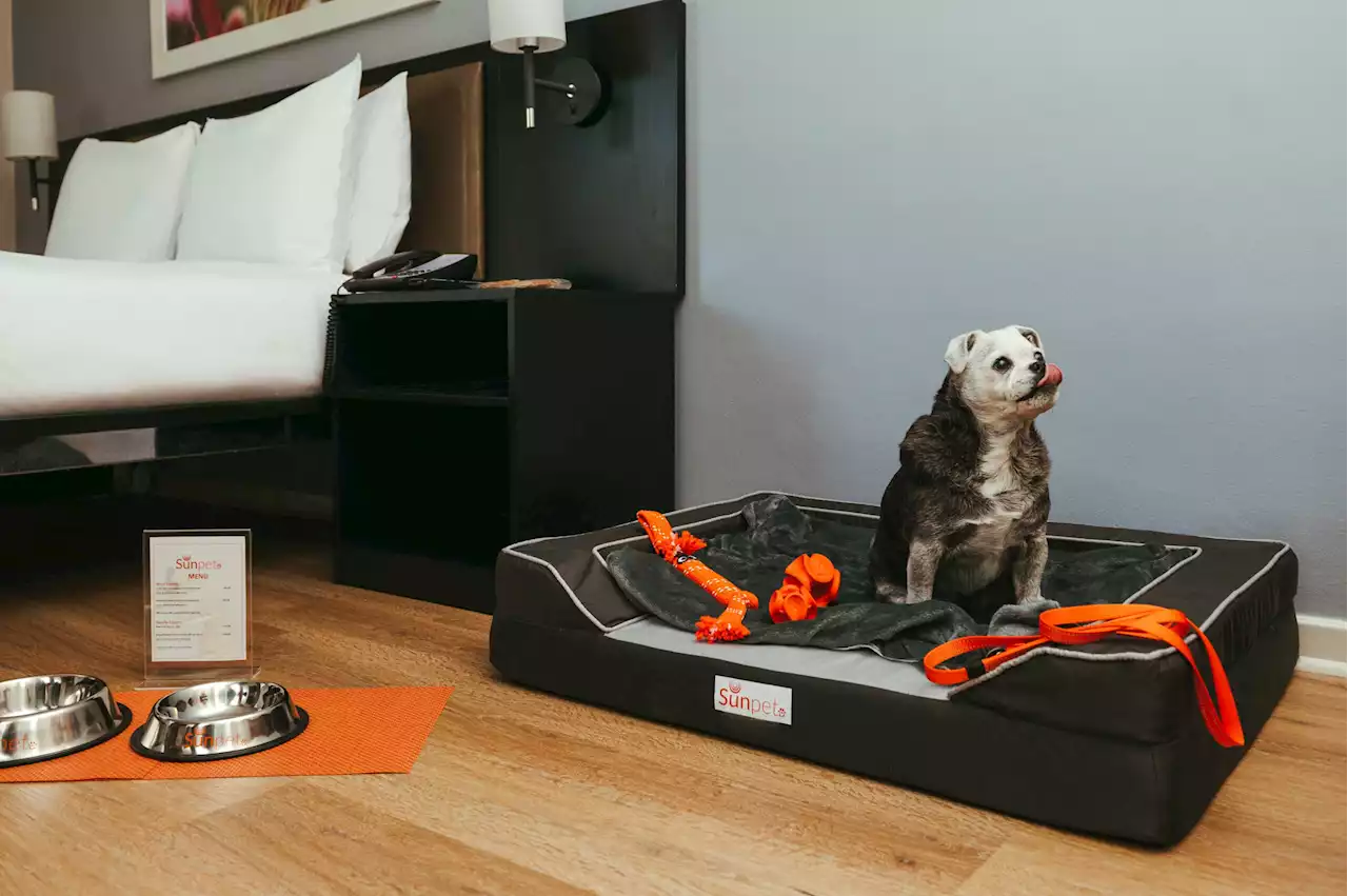 Cape Town gets a new pet-friendly hotel | The Citizen