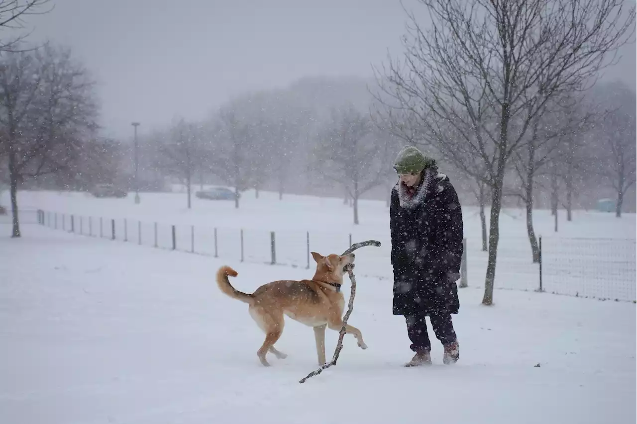 The cost of owning a dog has almost doubled since 2019, research finds