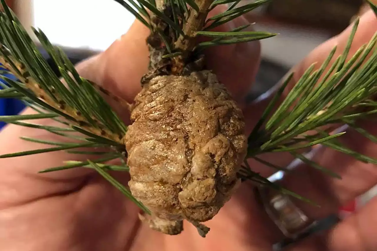 Experts warn to throw away your Christmas tree if you spot 'walnut-sized' lumps