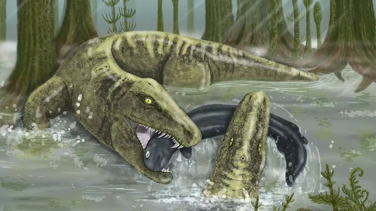 This crocodile-like predator roamed Iowa's waters more than 300 million years ago