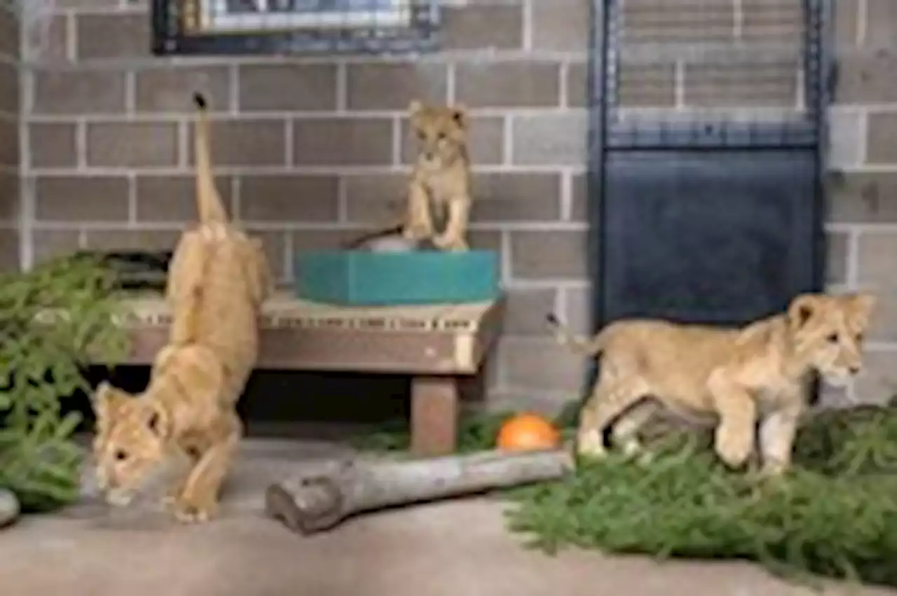 Lion cubs rescued from Ukraine find sanctuary in the United States