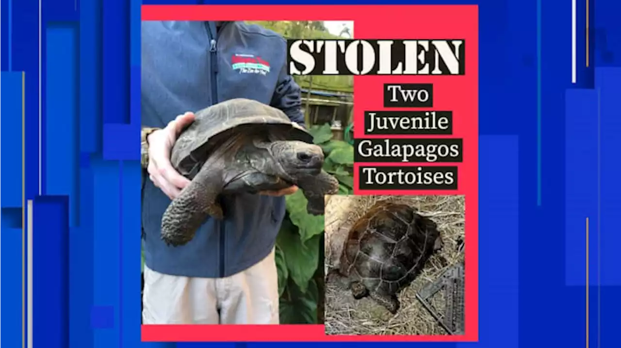 St. Augustine Alligator Farm searching for stolen Galapagos tortoises