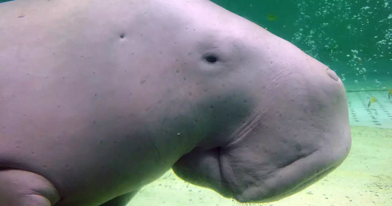 Manatee relative, 700 new species now facing extinction