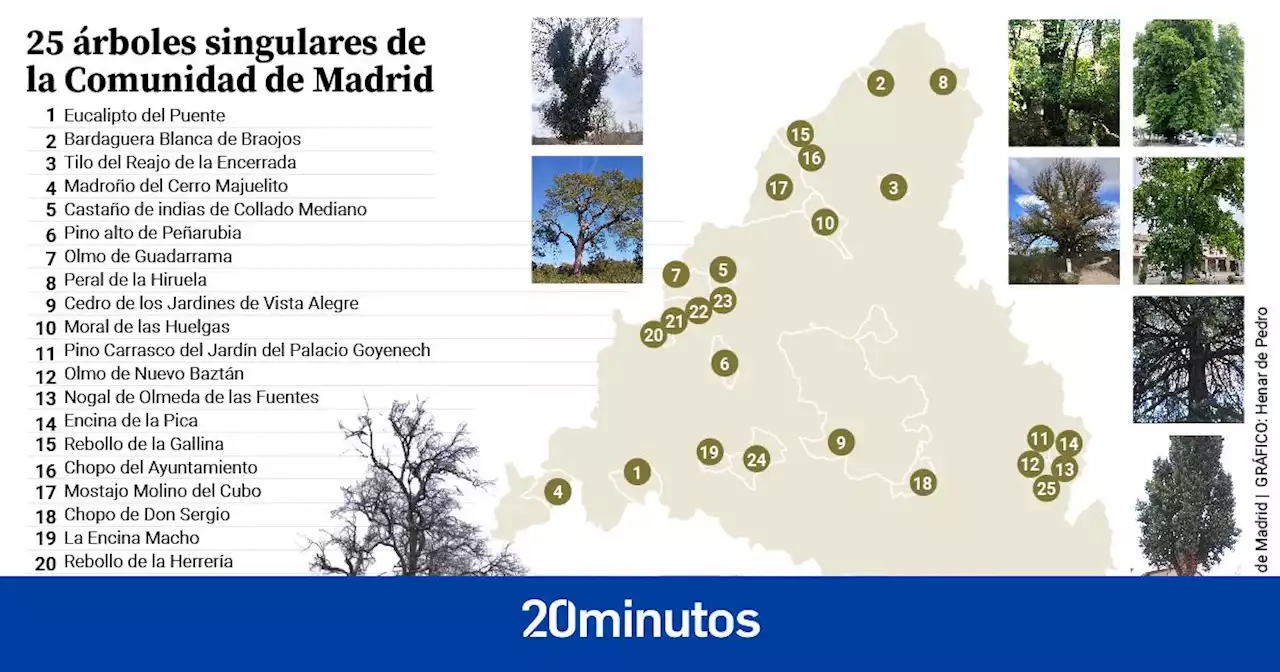 Antiguos, raros, de gran porte o excepcional valor: los 283 árboles singulares de Madrid