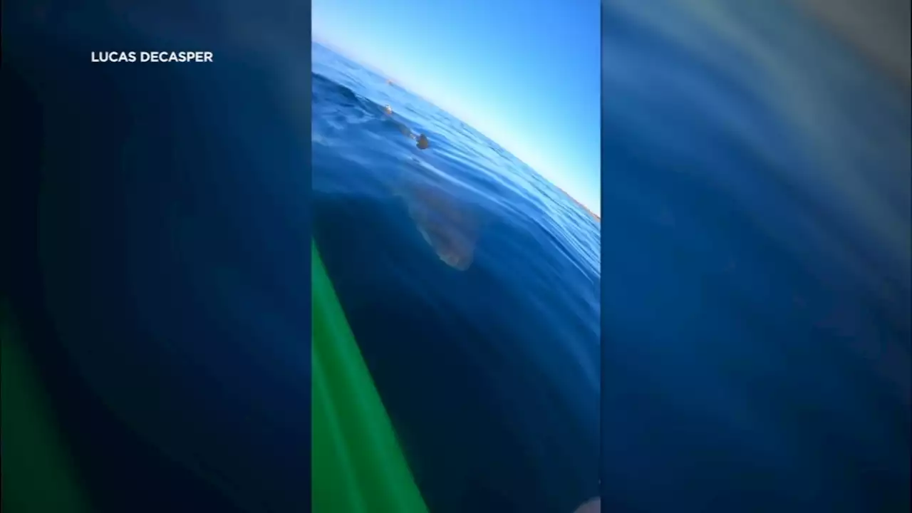 VIDEO: Northern California kayaker has close encounter with great white shark