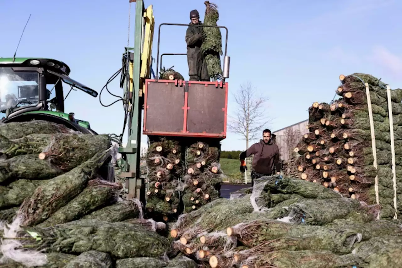 Epineuse fin d'année pour les producteurs de sapins belges