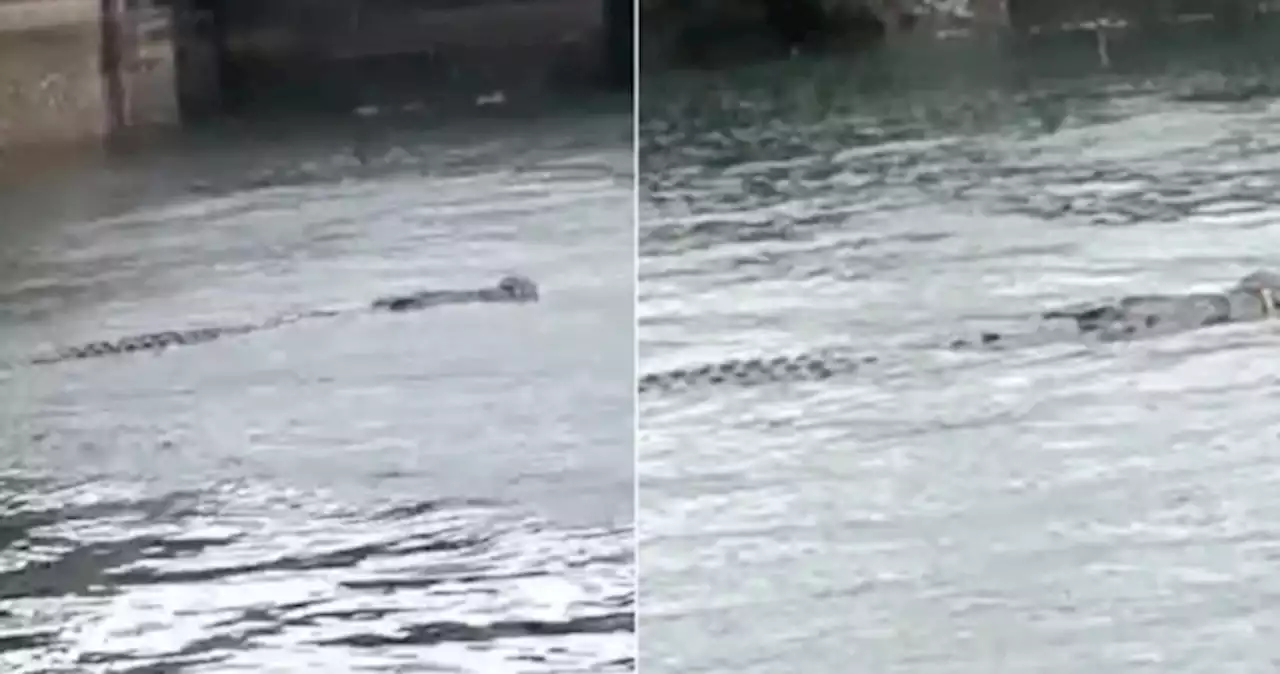 Crocodile spotted near West Coast Park, park-goers warned against approaching it