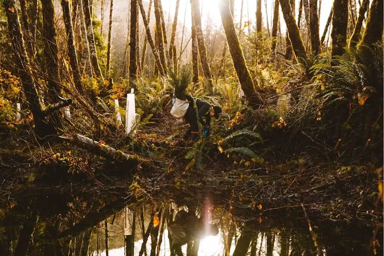 Canada calls for more help to plant two billion trees