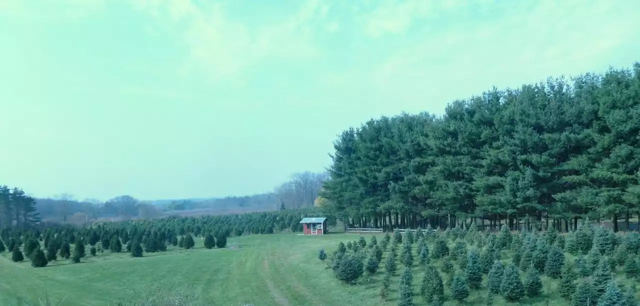 Best Christmas tree farms in Greater Cleveland, according to Yelp