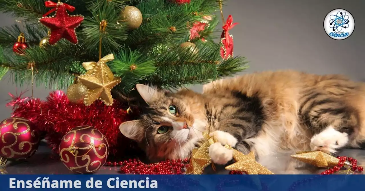 Por qué los gatos adoran los árboles de Navidad y cómo evitar accidentes, según la ciencia