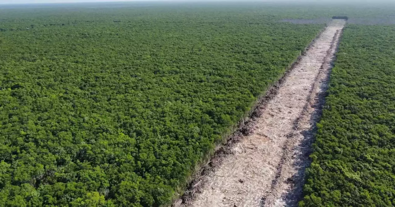 Felipe Calderón: La construcción del Tren Maya es un crimen ambiental